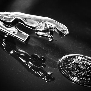 Jaguar im Spiegel (s/w - li-re)