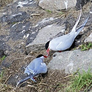 Uferseeschwalben Fütterung der brütenden Liebsten.jpg