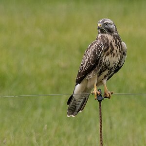 D50_4870_Bussard auf E_Weidezaun IA_7_2019.jpg