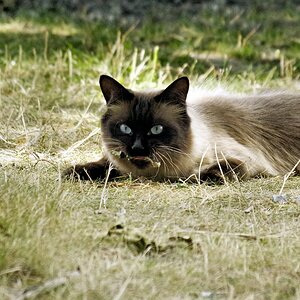 Frustbiss ins Gras, keine Maus zu kriegen gewesen..jpg