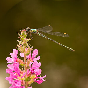 Libelle5.jpg