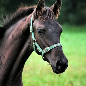 Junger Trakehner.jpg
