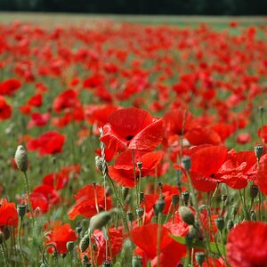 Roter Mohn