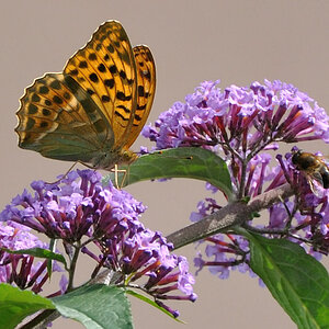 Schmetterling vs Biene