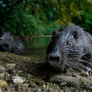 Nutria1