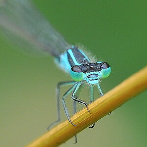 Libelle 063