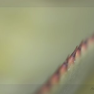 Aloe