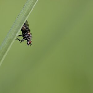 Fliege