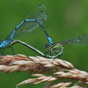 Libelle 051