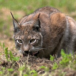 DSC D218451