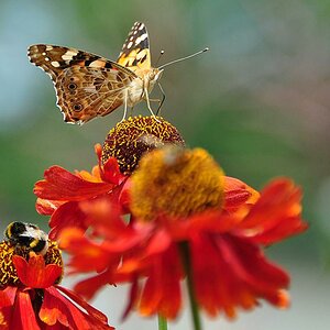 Schmetterling2