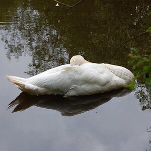 Schwan2
