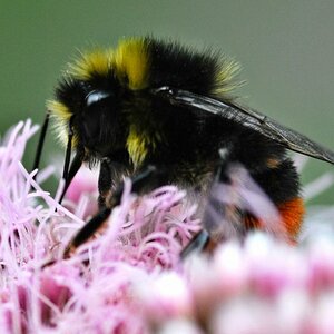 Hummel