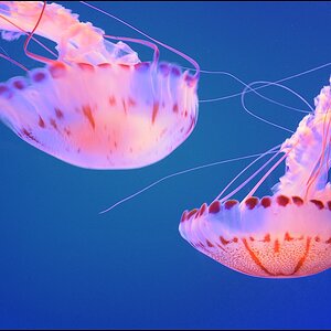 jellyfish forum