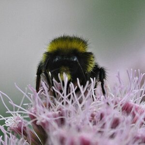 Hummel