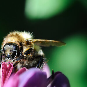 Grote Peel 0171 3