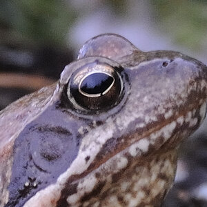 DSC 0439b