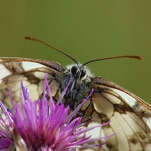 Schachbrettfalter