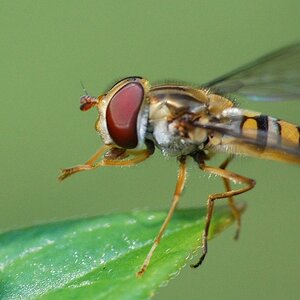 16:9 Schwebfliege