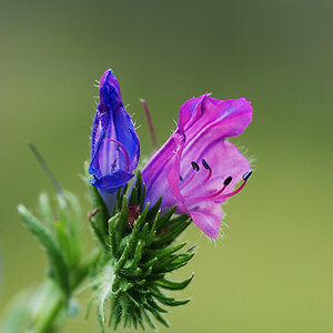 Blume