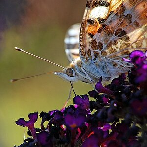 comp DSC 0860