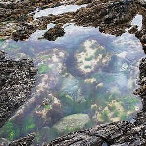 Eine Miniaturwelt für sich. Eine ca 20cm große "Pfütze" auf einem Schieferfelsen