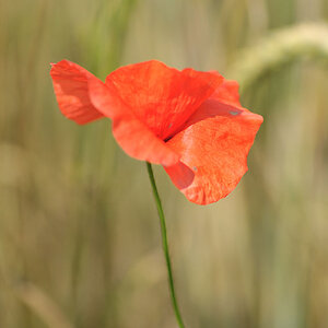 2009 07 05 Feld 001k