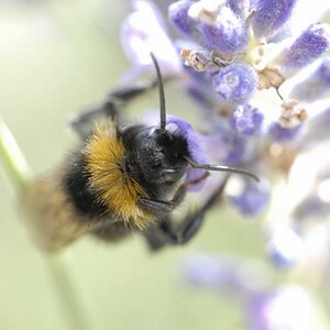 Hummel2