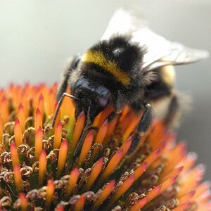 Hummel3
