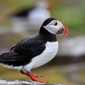 puffin1