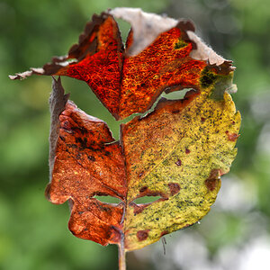 herbstblatt_1200.jpg