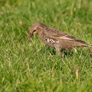 D50_8878_Jungstar auf Futtersuche IA_8_2019.jpg