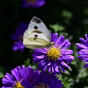 NZ6_3306.jpg