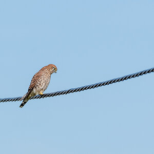 Turmfalke