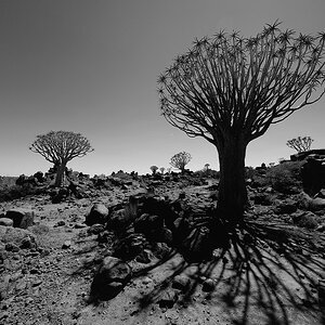 P1060350aklein_sw.jpg
