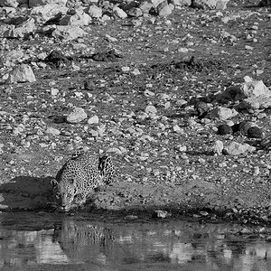 P1060558aklein_sw.jpg