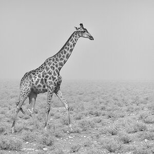 P1060635aklein_sw.jpg