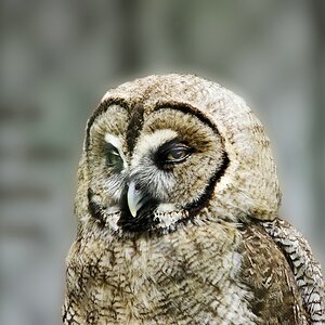 Im Filmtierpark Celle gesehen..jpg
