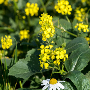 Gänseblümchen