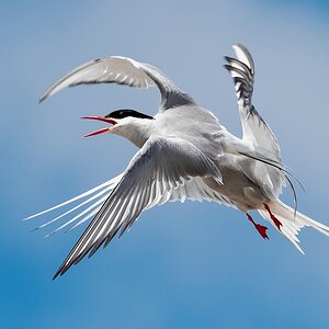 D50_4006_Küstenseeschwalben _Eidersperrwerk_IA_30X40_6_2019.jpg