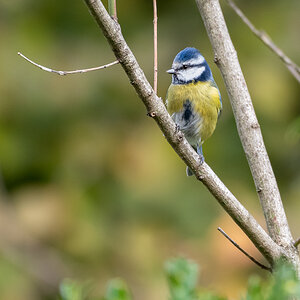 Blaumeise