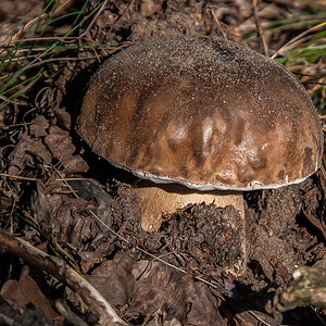 Steinpilz 1.jpg