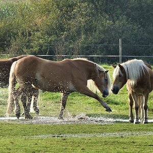 Haflinger auf der Weide nach dem Regen 2.jpg