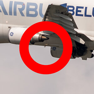 Beluga 03