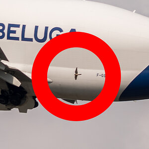 Beluga 05