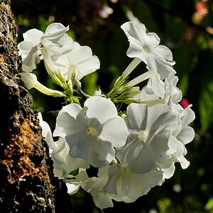 DSC1450 Phlox.jpg