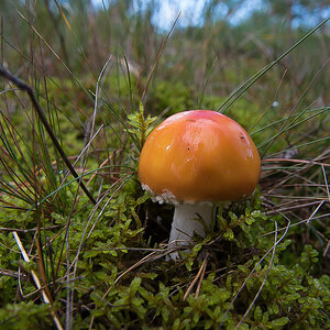Fliegenpilz 1.jpg