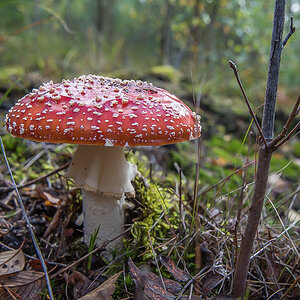 Fliegenpilz 3.jpg