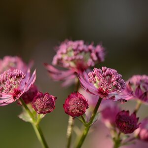 DSC_9535a.jpg