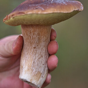 Handfest (Steinpilz nicht mehr im natürlichen Habitat)